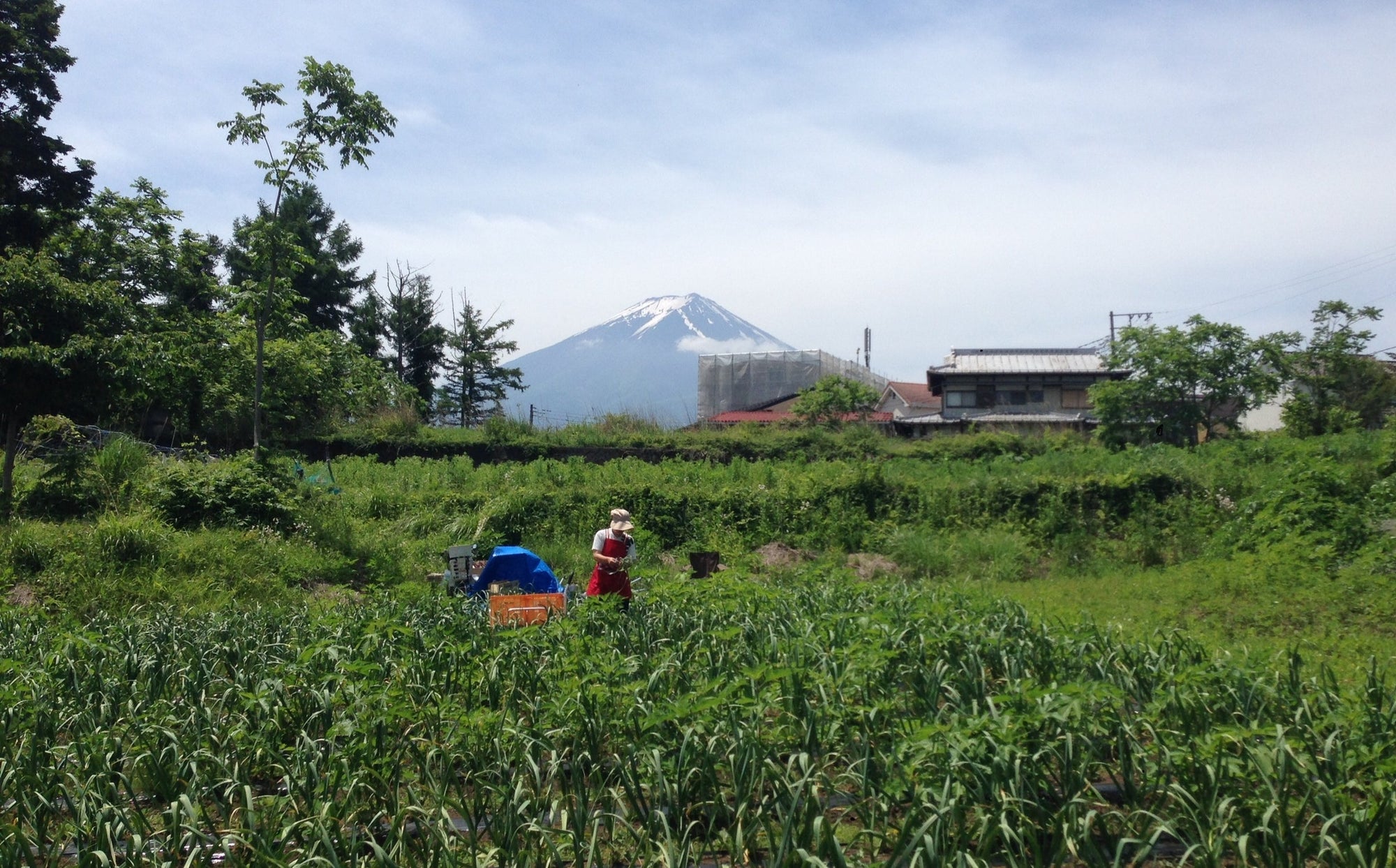 河口湖自然栽培にんにく農園