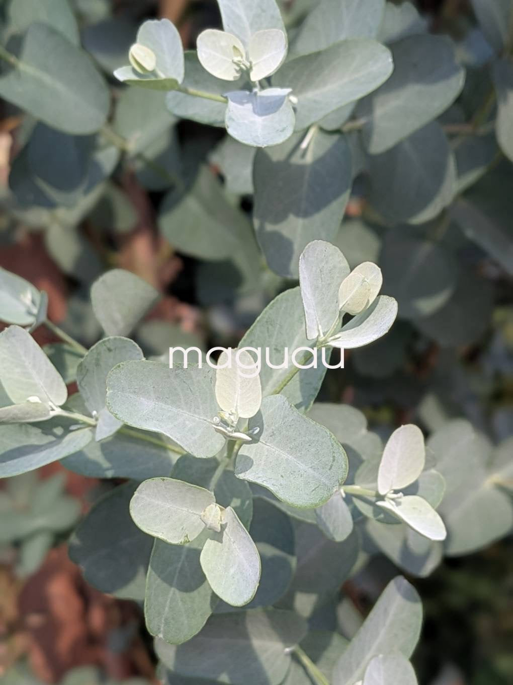 maguau