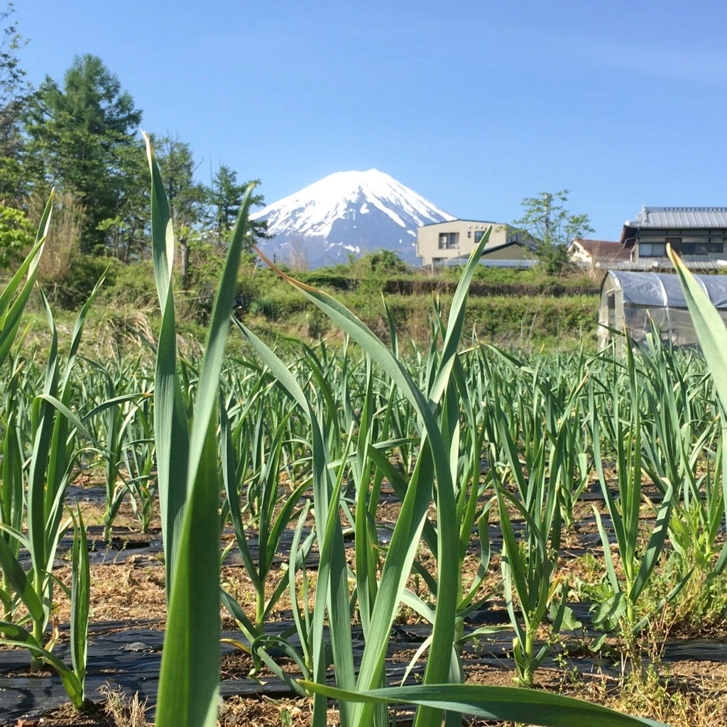 河口湖自然栽培にんにく農園